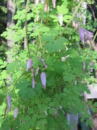 Image result for Adlumia cirrhosa