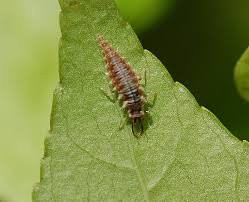 Attēlu rezultāti vaicājumam “Chrysopidae”