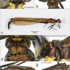 Attēlu rezultāti vaicājumam “Platycnemis pennipes male”
