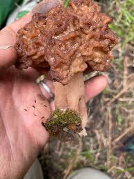Attēlu rezultāti vaicājumam “Gyromitra”