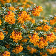 Attēlu rezultāti vaicājumam “Berberis thunbergii flower”