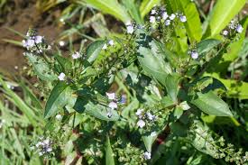 Attēlu rezultāti vaicājumam “Veronica anagallis-aquatica fruit”