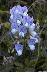Attēlu rezultāti vaicājumam “Vicia sylvatica flower”