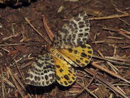 Attēlu rezultāti vaicājumam “Arichanna melanaria”