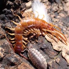 Attēlu rezultāti vaicājumam “Lithobius forficatus”