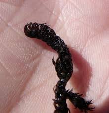 Attēlu rezultāti vaicājumam “Scorpidium revolvens”