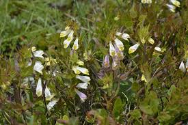 Attēlu rezultāti vaicājumam “Melampyrum pratense leaf”