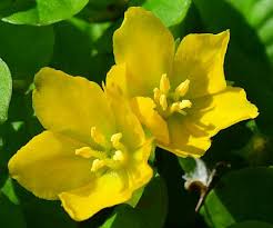Attēlu rezultāti vaicājumam “Lysimachia nummularia flower”