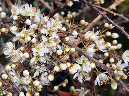 Attēlu rezultāti vaicājumam “Prunus spinosa”
