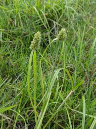 Attēlu rezultāti vaicājumam “Cyperaceae”