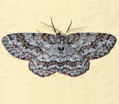 Attēlu rezultāti vaicājumam “Ectropis crepuscularia”