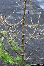 Attēlu rezultāti vaicājumam “Lachnellula willkommii”