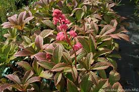 Image result for Rodgersia chocolate wings