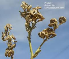 Attēlu rezultāti vaicājumam “Medicago sativa subsp. falcata bud”