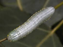 Attēlu rezultāti vaicājumam “Pterostoma palpina larva”