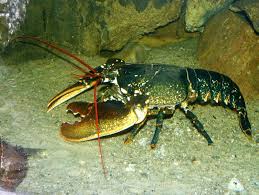 Image result for Homarus gammarus