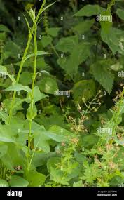 Image result for Blaudistel