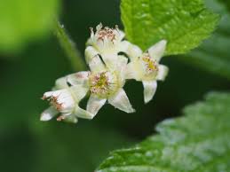 Attēlu rezultāti vaicājumam “Rubus saxatilis flower”