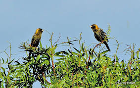 Image result for Dolichonyx oryzivorus