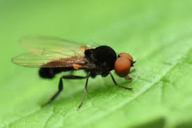 Attēlu rezultāti vaicājumam “Platypezidae”