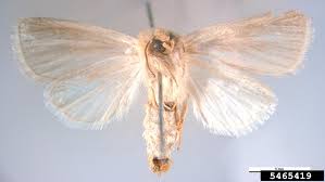 Attēlu rezultāti vaicājumam “Stemonaria irregularis”