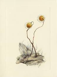 Attēlu rezultāti vaicājumam “Cribraria microcarpa spores”