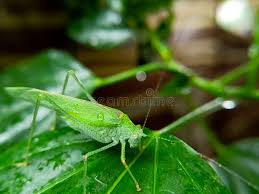 Attēlu rezultāti vaicājumam “Phaneroptera falcata”