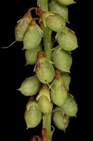 Attēlu rezultāti vaicājumam “Melilotus albus fruit”