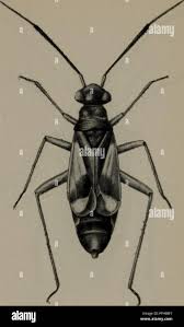 Attēlu rezultāti vaicājumam “Blepharidopterus angulatus”