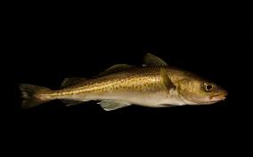 Image result for Gadus morhua