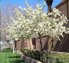 Attēlu rezultāti vaicājumam “Prunus (plum-tree)”