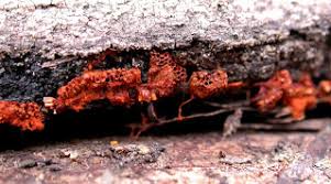 Attēlu rezultāti vaicājumam “Metatrichia vesparia”