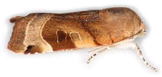 Attēlu rezultāti vaicājumam “Noctua fimbriata”