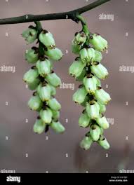 Attēlu rezultāti vaicājumam “Schisandra chinensis flower”