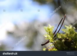 Attēlu rezultāti vaicājumam “Rhizomnium punctatum”