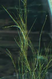 Attēlu rezultāti vaicājumam “Stuckenia filiformis”