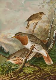 Image result for Turdus ruficollis