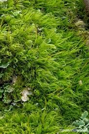 Attēlu rezultāti vaicājumam “Dicranum montanum”