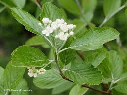 Attēlu rezultāti vaicājumam “Sorbus aria”