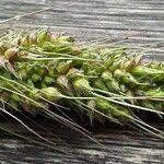 Attēlu rezultāti vaicājumam “Echinochloa crus-galli fruit”