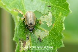 Attēlu rezultāti vaicājumam “Lochmaea caprea”