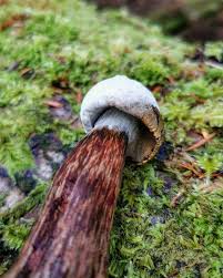 Attēlu rezultāti vaicājumam “Hypomyces chrysospermus”