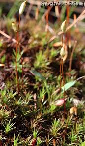 Attēlu rezultāti vaicājumam “Polytrichum piliferum sporophyte”