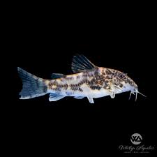 Image result for fish corydoras