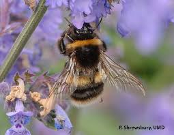 Attēlu rezultāti vaicājumam “Volucella bombylans”