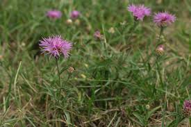 Attēlu rezultāti vaicājumam “Centaurea jacea fruit”