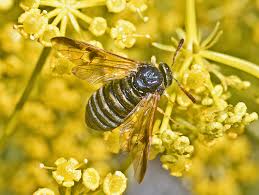 Attēlu rezultāti vaicājumam “Sacchiphantes abietis exuvia”