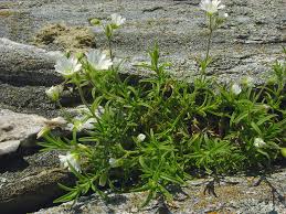 Attēlu rezultāti vaicājumam “Cerastium arvense flower”