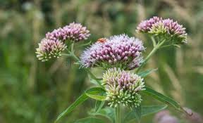 Attēlu rezultāti vaicājumam “Valeriana officinalis bud”