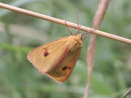 Attēlu rezultāti vaicājumam “Diacrisia sannio”